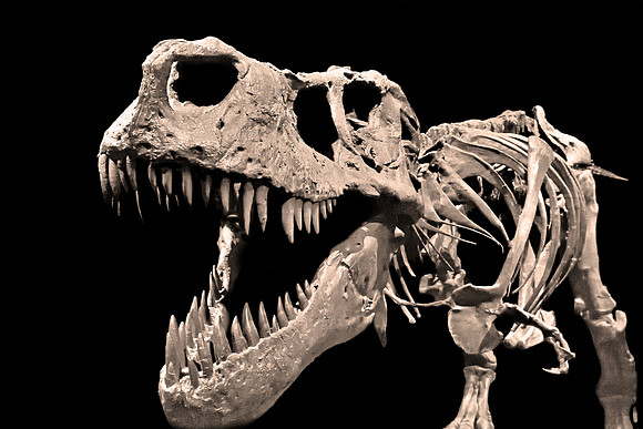 Tyrannosaurus Rex - Fossil Cast of Sue (Up Close)