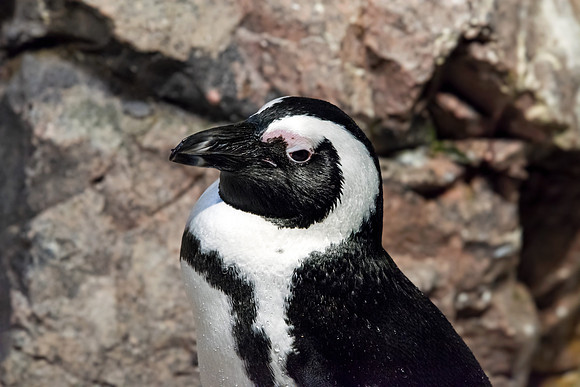 African Penguin - Portrait