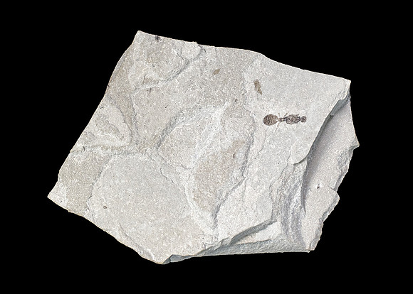 Fossilized Ant - Green River Formation II