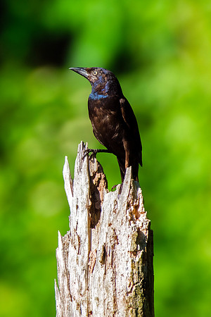 Common Grackle - Perched 2