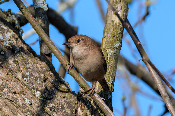 House Wren - Perched Spring