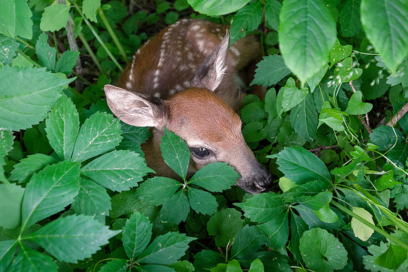 M White Tailed Deer - Newborn Fawn 2