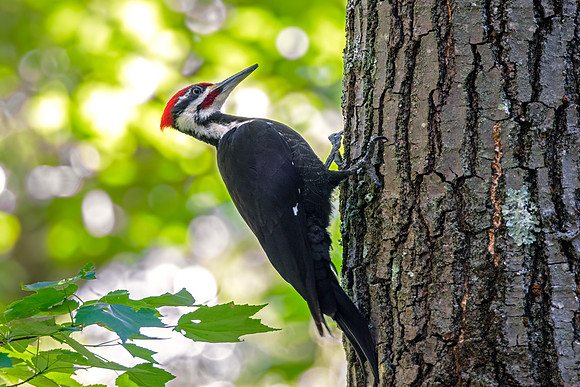 Pileated woodpecker -  Profile Perched Vertically (Dryocopus pil
