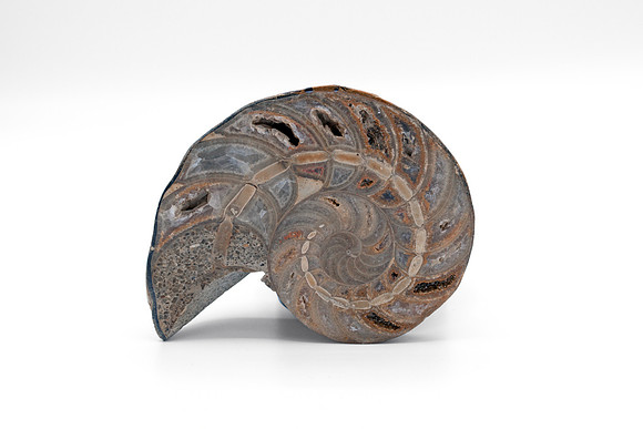 Split Half Ammonite Shell - Living Fossil