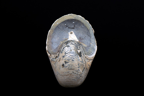 Cymatoceras Ammonite - Ventral View