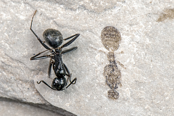 Green River Formation Ant - Modern Ant