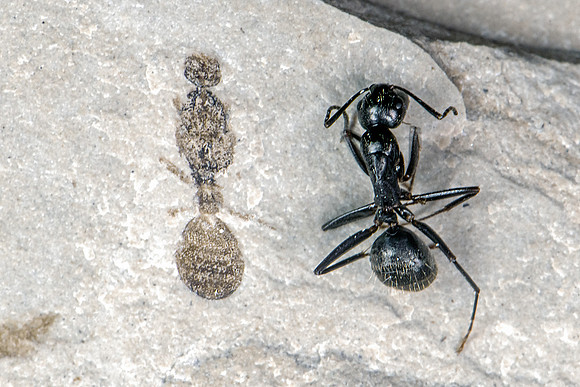 Green River Formation Ant - Modern Ant