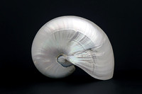 Pearl Nautilus Shell - Living Fossil