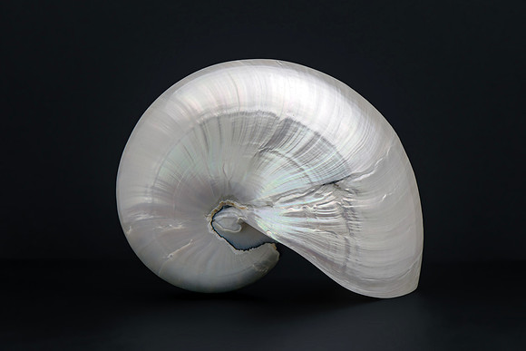 Pearl Nautilus Shell - Living Fossil