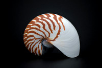 Tiger Nautilus Shell - Living Fossil