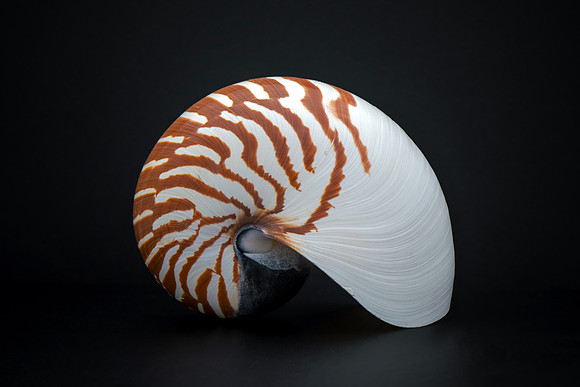 Tiger Nautilus Shell - Living Fossil