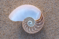 Split Tiger Nautilus Shell - Living Fossil Sand