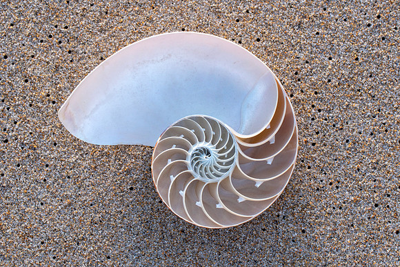 Split Tiger Nautilus Shell - Living Fossil Sand