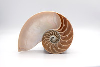 Split Tiger Nautilus Shell - Living Fossil