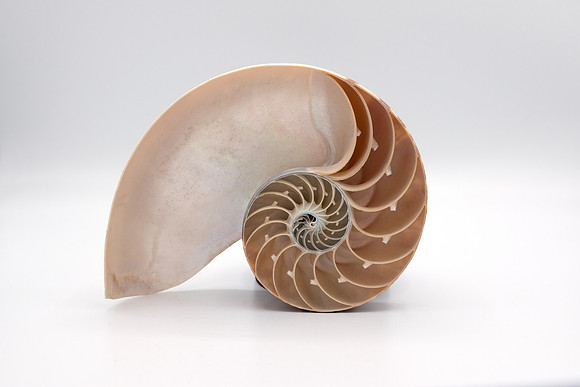 Split Tiger Nautilus Shell - Living Fossil