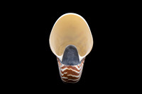 Tiger Nautilus Shell Ventral View - Living Fossil