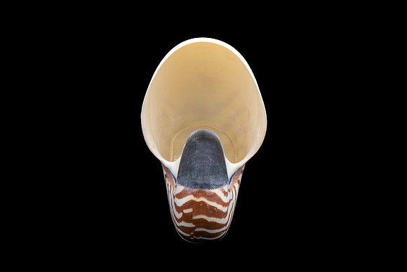 Tiger Nautilus Shell Ventral View - Living Fossil