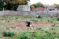 Plimoth Platation - San Clemente Island Goats