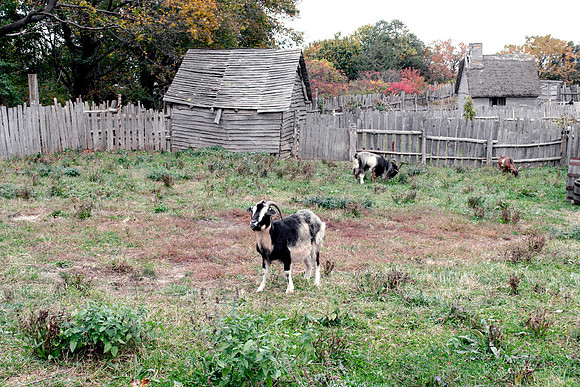 Plimoth Platation - San Clemente Island Goats