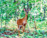 White Tailed Deer - Young Buck, Forest Summer
