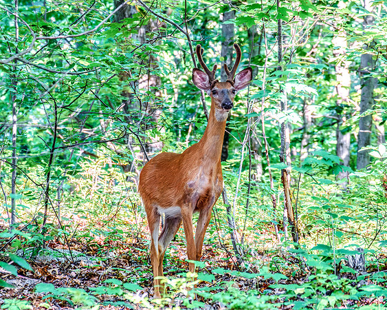 White Tailed Deer - Young Buck, Forest Summer