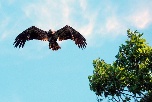 Bald Eagle - Juvenile Soaring at Tree Tops