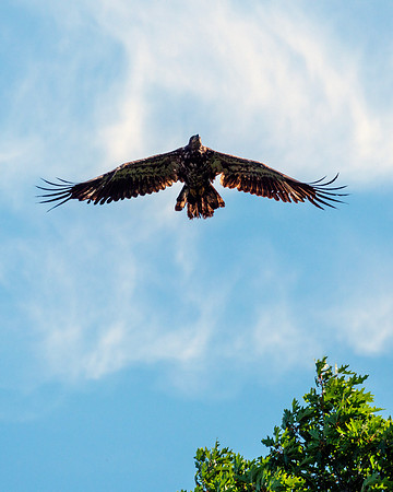 Bald Eagle - Juvenile Soaring at Tree Tops II