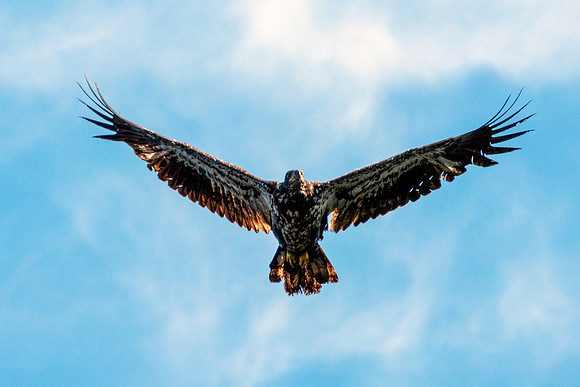 Bald Eagle - Juvenile Soaring