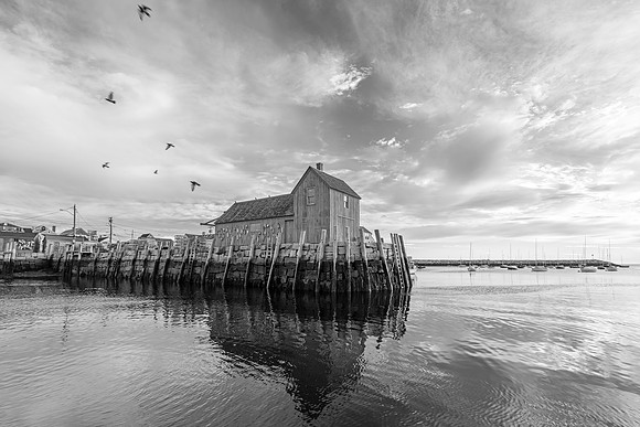 Motif #1 - Rockport Birds BW