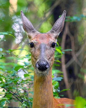 M White Tail Deer - Portrait