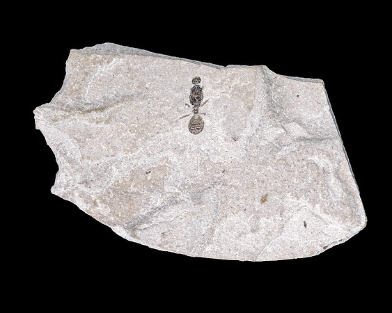 Fossilized Ant - Green River Formation