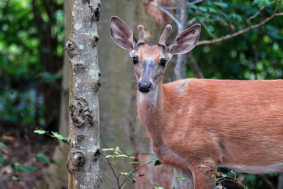 Northern White Tailed Deer - Young Buck