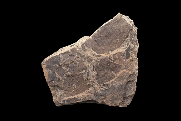 Fossilized Decidious Broadleaved Trees Leafs - Cretaceous Level