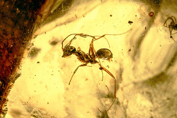 Ant Encased in Burmese Amber - Close Up