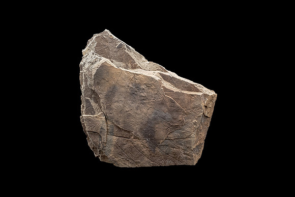 Fossilized Decidious Broadleaved Trees Leafs - Cretaceous Level
