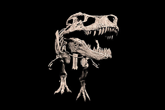 Tyrannosaurus Rex - Fossil Cast of "Sue" (Front)