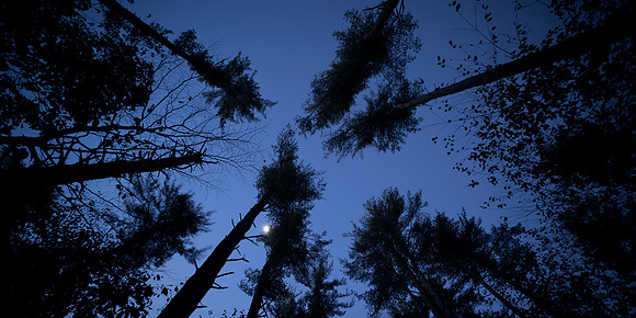 Woods at Night