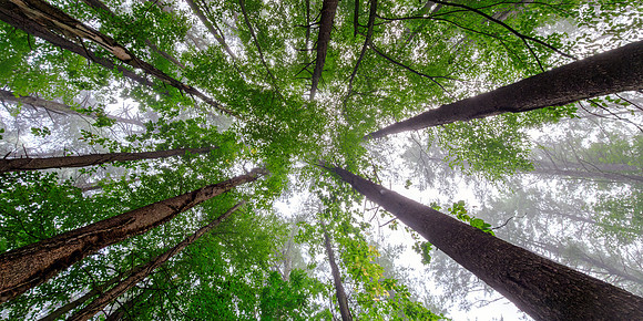 Forest Canopy From Below - Overcast Fog