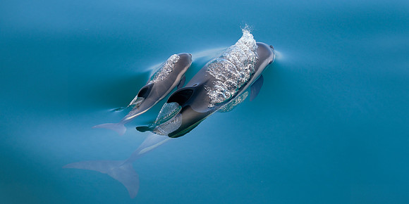 Atlantic White-Sided Dolphin At Surface - Mother and Calf III