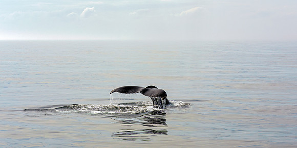 Humpback Whale Fluke - Serene Morning