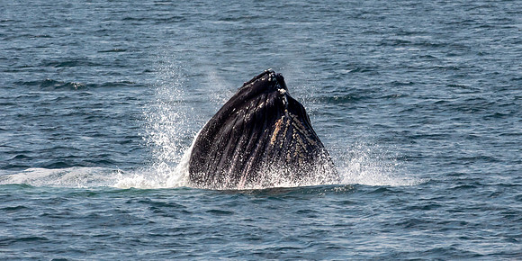 Humpback Whale - Breeching