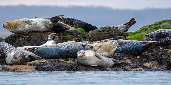 Seals at Badgers Rock - Salisbury Massachusetts