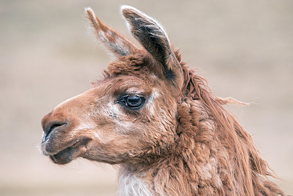 M Llama Profile
