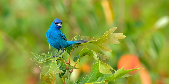 Indigo Bunting - Perched I