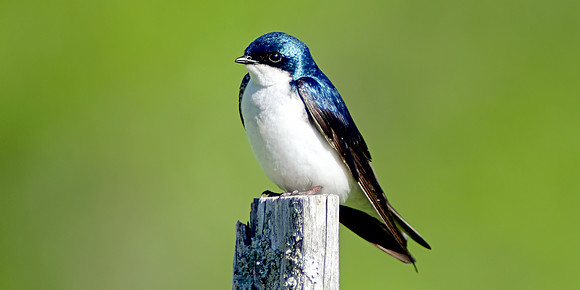 Tree Swallow - Perched