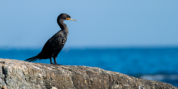 Double Crested Cormorant - Overlooking Coast