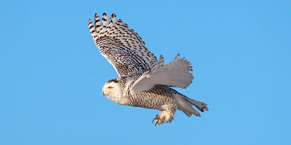 Snowy Owl - Hunting