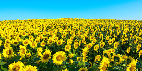 Sunflower Field - Morning