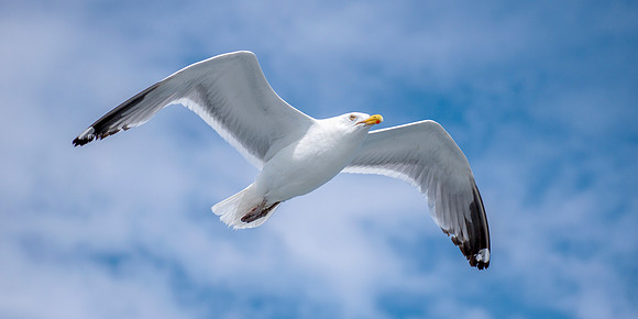 American Herring Gull - Gliding