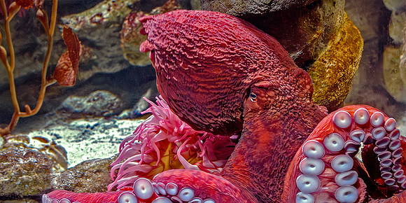Giant Pacific Octopus - Enteroctopus dofleini